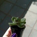 Sedum hernandezii Foglia