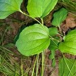Smilax tamnoides Plante entière