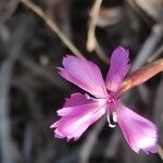 Dianthus pyrenaicus Kwiat