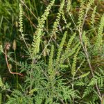 Ambrosia artemisiifolia Цвят