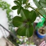 Pelargonium peltatum Leaf