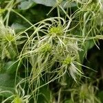 Clematis vitalbaफूल