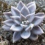 Echeveria trianthina List