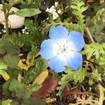 Nemophila phacelioides Цвят