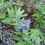 Caryopteris × clandonensis Yaprak