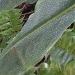 Hedychium gardnerianum Leaf