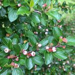 Cotoneaster horizontalis Blad