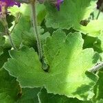 Primula polyneura Levél