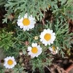 Argyranthemum frutescensFlower