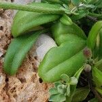 Malcolmia maritima ഇല