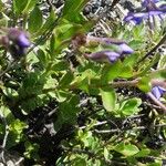 Veronica fruticans Foglia