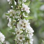 Pyrus salicifolia Flower