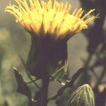 Warionia saharae Blüte