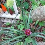 Aechmea recurvata Flor