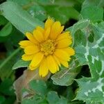 Calendula arvensis花