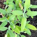 Salvia officinalisΦύλλο