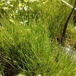 Eleocharis parvula موطن