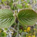 Viburnum lantanaFulla