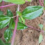 Heterotis rotundifolia Лист