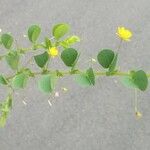 Chamaecrista rotundifolia 花