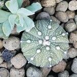 Astrophytum asterias Leaf