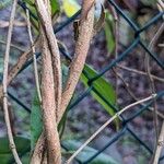 Lonicera acuminata Bark