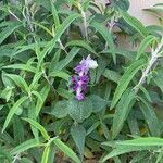 Salvia leucantha Habit