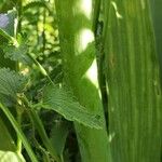 Iris albicans Kéreg/szár