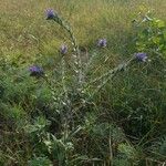 Echium vulgareFlower