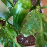 Capsicum chinense Fruto