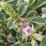 Indigofera spicata Flower