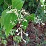 Miconia bullatifolia Çiçek