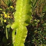 Euphorbia triangularis Leaf