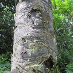 Elaeis guineensis Bark