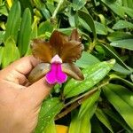 Cattleya bicolor Virág