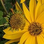 Helianthus × laetiflorus Fruit