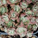 Sedum spathulifolium Flor