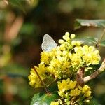 Berberis repens Máis