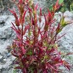 Lobelia cardinalis Leaf