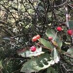 Sorbus minima Fruit