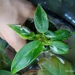 Philodendron cordatum Liść