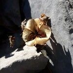 Dioscorea pyrenaica Çiçek
