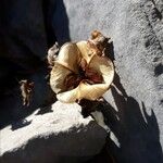 Dioscorea pyrenaica Flower