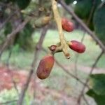 Passovia pyrifolia Fruit