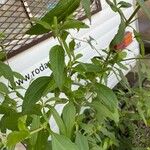 Austroeupatorium inulifolium Leaf