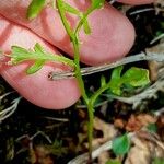 Cardamine parviflora List