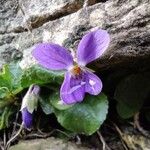 Viola odorata Flower