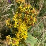 Solidago virgaureaFlower