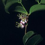 Mouriri guianensis Flower