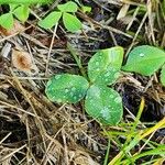 Trifolium hybridum List